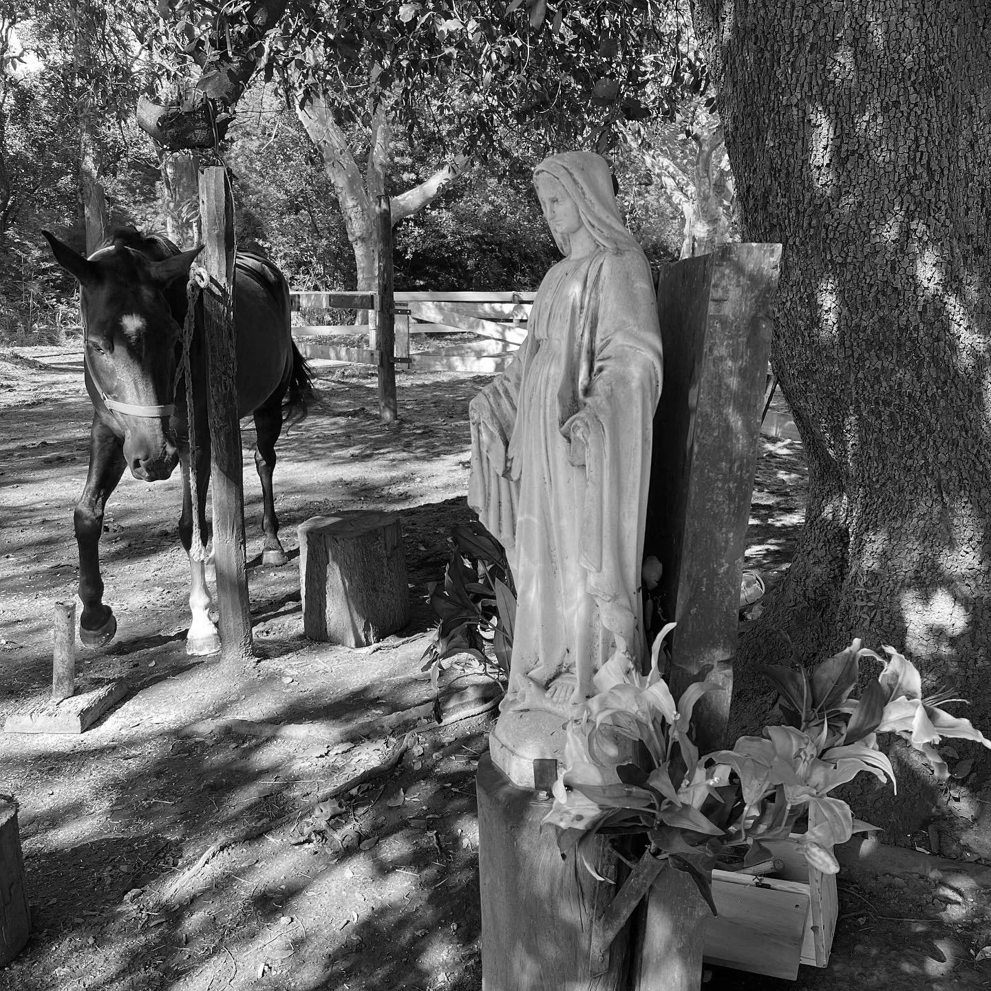 A statue of the Virgin Mary beside a tethered horse under shade trees